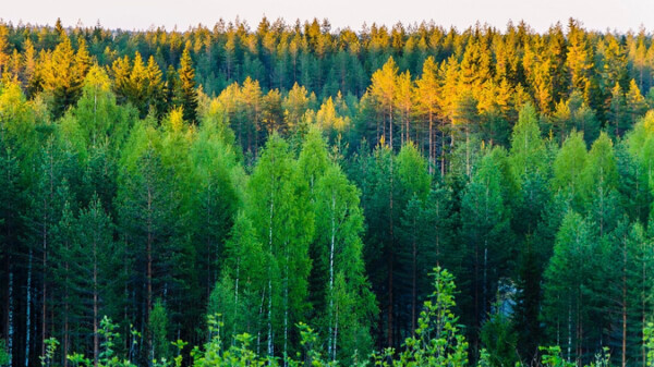 Арендовать коттедж или домик в Финляндии осенью