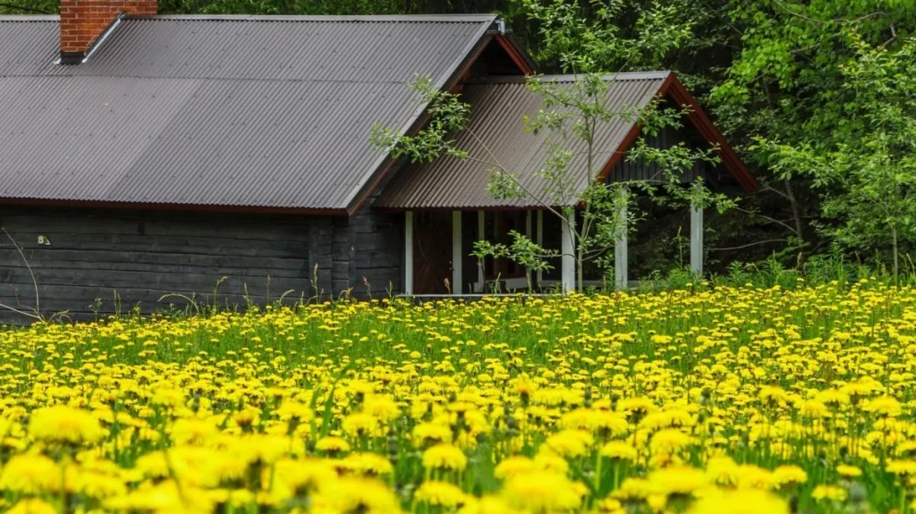 This image has an empty alt attribute; its file name is IMG_6062-1024x575.webp