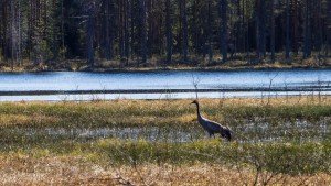 Журавли в окрестностях в Финляндии 